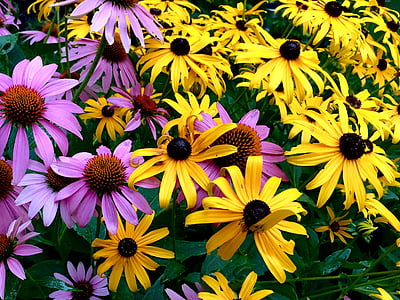 λουλούδια, το perennials, Κήπος, λουλούδι, φύση, φυτό, Κίτρινο