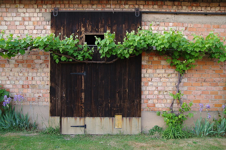 Виноградна лоза, сарай двері, червоний цегляна стіна, двері, Деревина, цегляна стіна, Ельзас