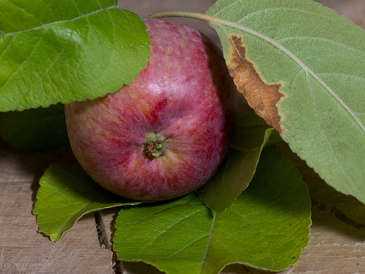 ovoce, Jablko, listy, apfelernte, zahrada