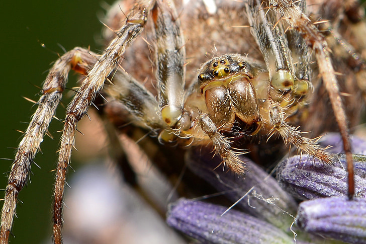 Spinne, Makro