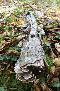houby, Les, Příroda, dřevo