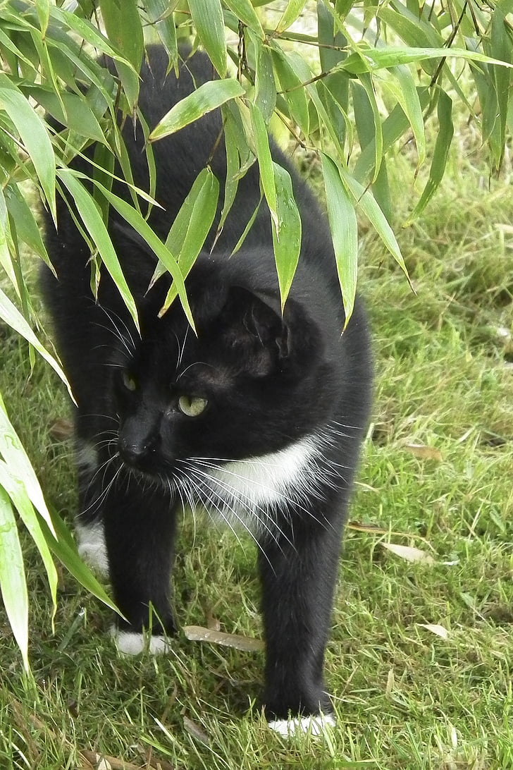 котка, Черно и бяло, домашна котка, Адидас