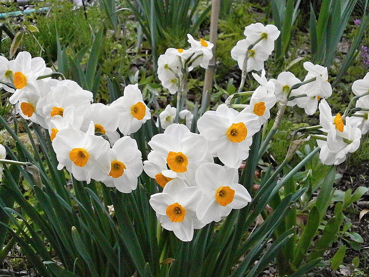 narcissus, spring flowers