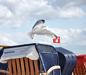 seagull, beach chair, north sea, holiday, bensersiel