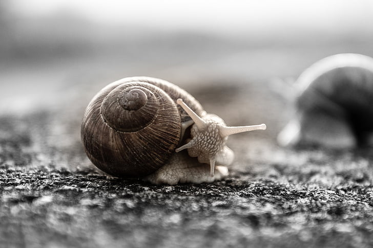 snail, house snail, mollusk, shell, crawl, nature, animal
