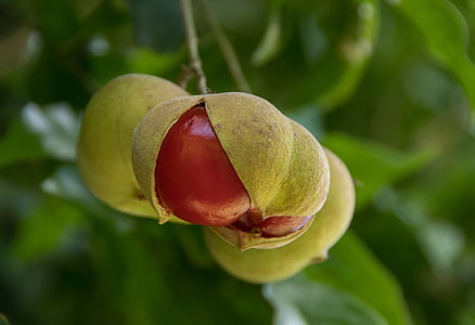 červená, ovocie, bobule, Tamarind, malým listovým tamarind, diploglottis campbelli, strom