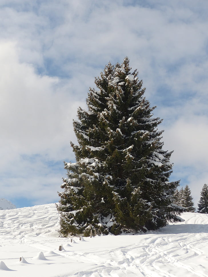 fir, firs, trees, snowy, winter, snow, sky