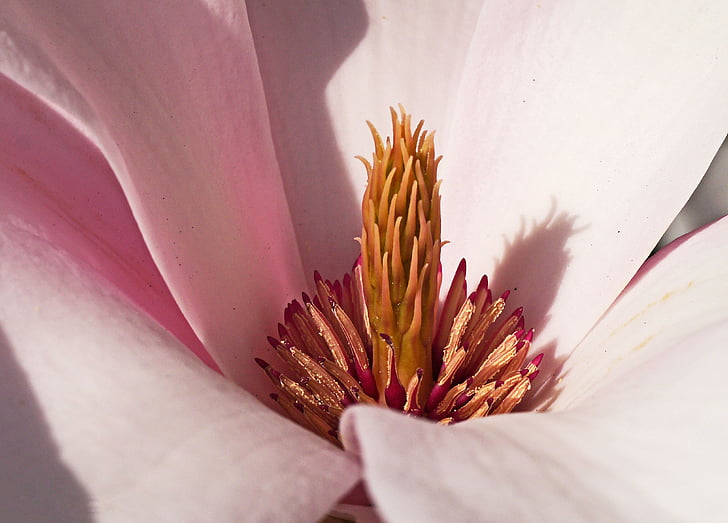 magnolia, blossom, bloom, middle, center, pink, pyramid