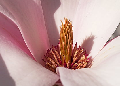 Magnolia, Blossom, Bloom, Midden, Center, roze, piramide