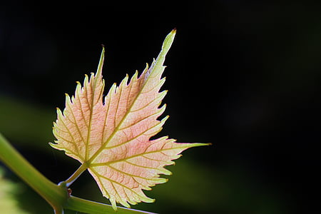 vīna leaf, vīnogulāju, vīns, rudens, Leaf, krāsains, apdare