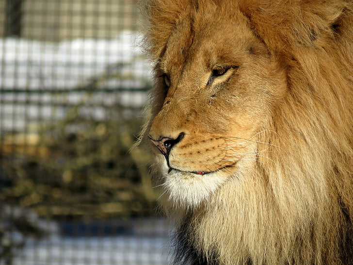 Lauva, krēpes, vīrietis, lielais kaķis, zooloģiskais dārzs, spalva, dzīvnieku