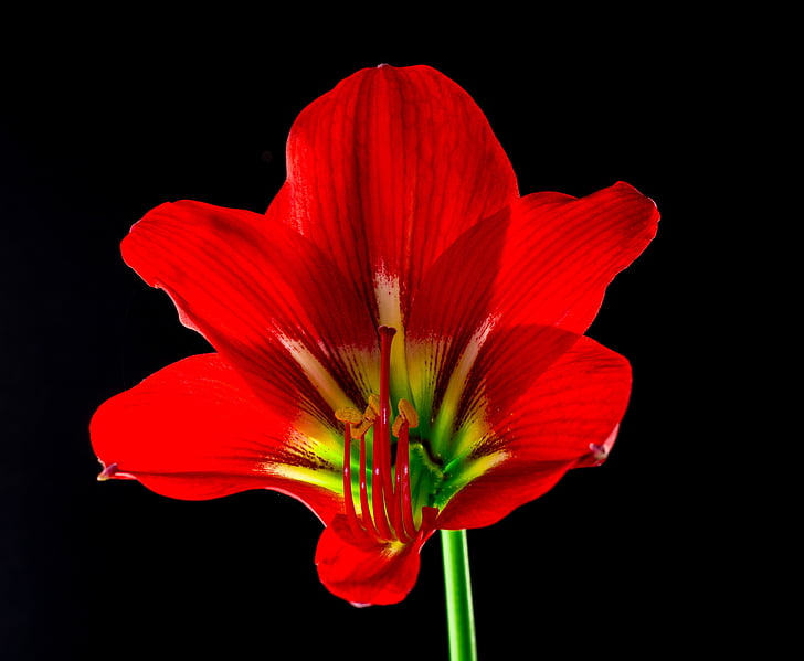 květ, Bloom, květ, červená