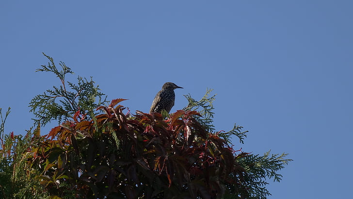 Starling, pájaro, otoño, naturaleza