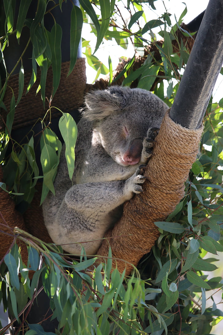 Koala, ogród zoologiczny, san diego