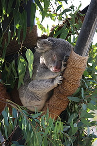 Koala, zooloģiskais dārzs, San diego