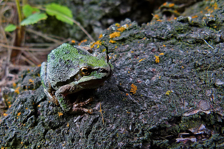 Tree frog, dzīvnieku, abinieku, radījums, krupis tree frog, daba, zaļa