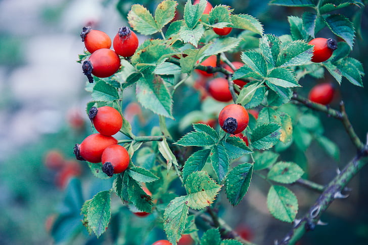 red, round, fruits, green, leaves, plants, garden