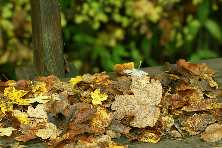jesień, lasu, Jesienny Las, jesienią liście, pozostawia, spadek koloru, kolory jesieni