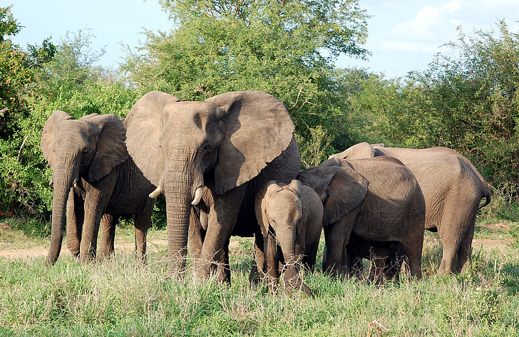 elefanter, däggdjur, besättning, Familj, Safari, Afrika
