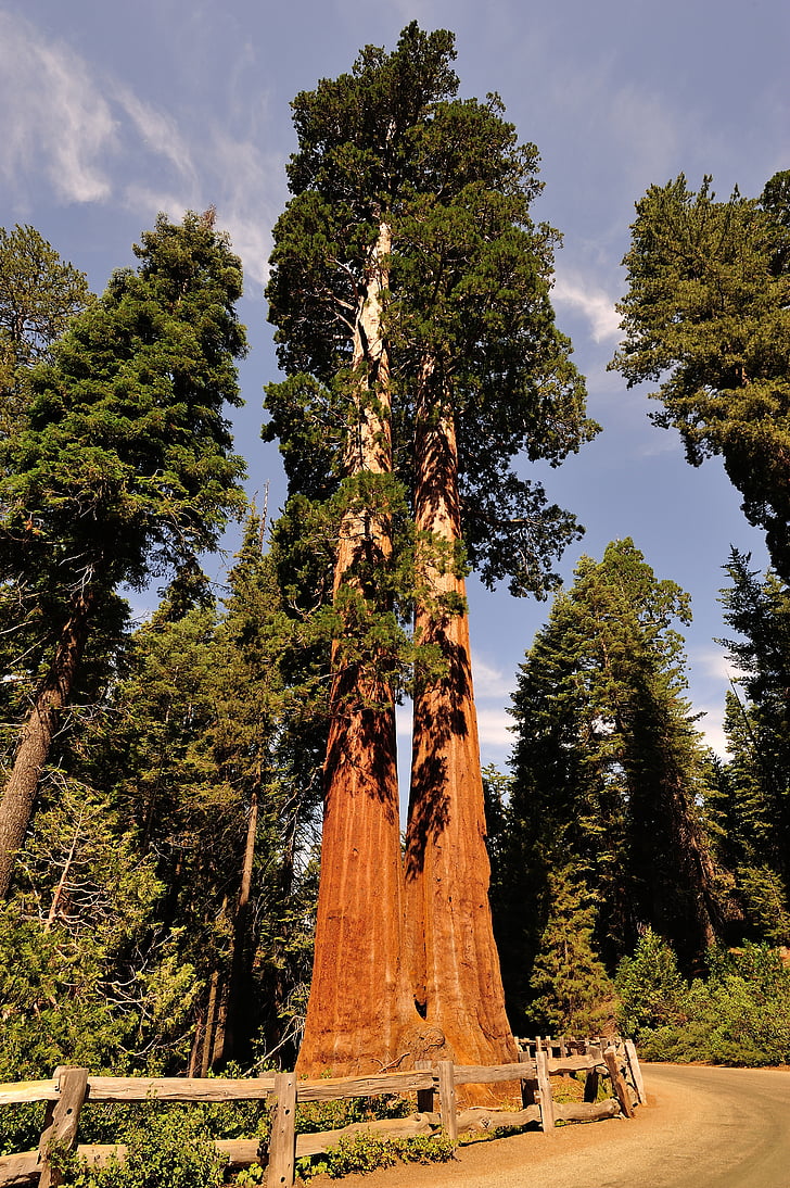 Sequoia, Amerikai Egyesült Államok, nemzeti park, piros, California, fa, törzs