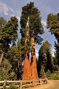 Sequoia, Spojené státy americké, Národní park, červená, Kalifornie, strom, kmen