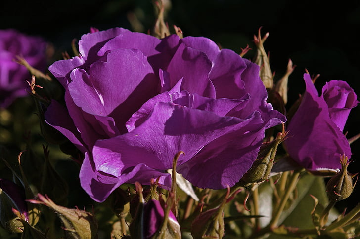 rose, rhapsody in blue, blue rose, bluest rose, blue, bouquet, flowers