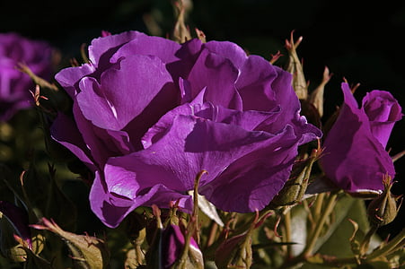 Róża, Błękitna Rapsodia, Niebieska Róża, bluest rose, niebieski, bukiet, kwiaty