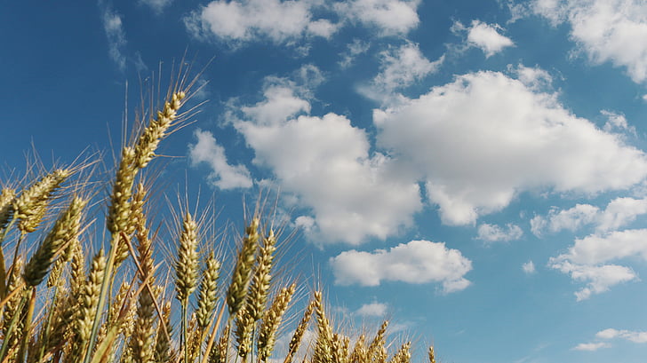 kukuřičné pole, pšeničné pole, pole, pšenice, zemědělství, obiloviny, mrak