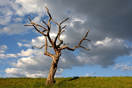 Szkielet drzewa, chmury, łąka, drzewo, trawa, niebo, Dziennik