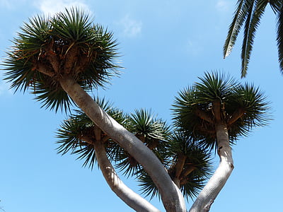 drzewo, Korona, kłujące, tann drzewa, palmy, Wyspy Kanaryjskie Smocze drzewo, DRACAENA draco