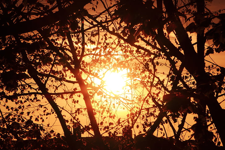 sun, trees, sunset