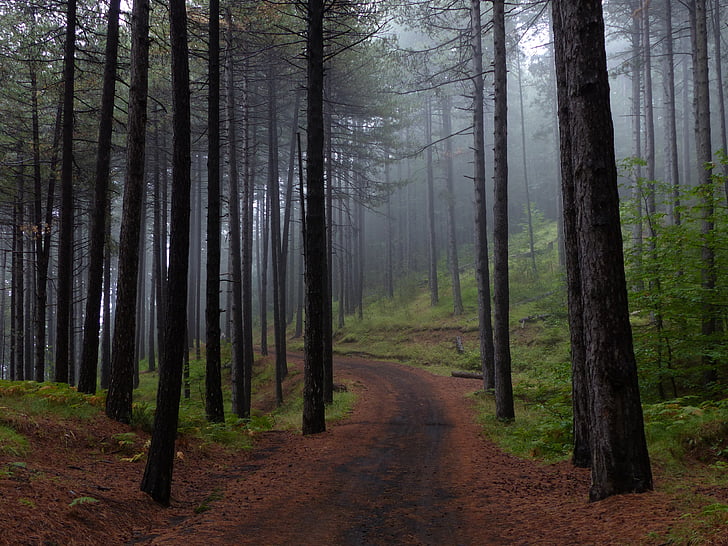 forest, trees, fog, nature, landscape, trail, mountain