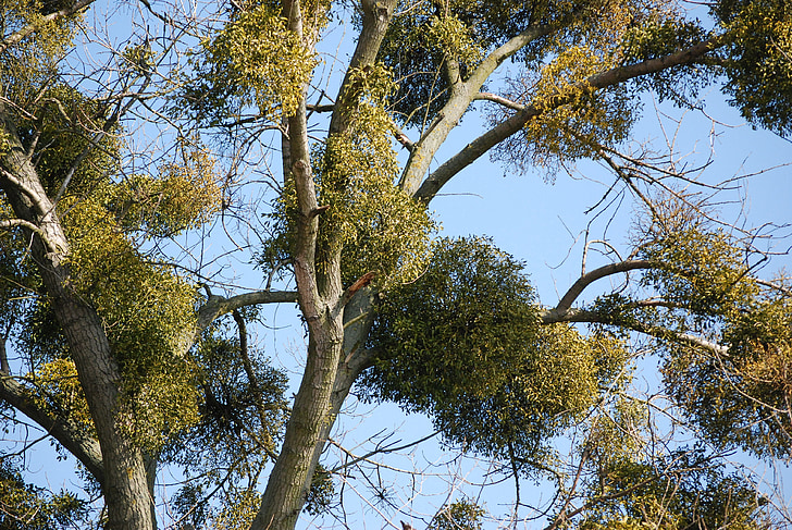 mistletoe, tree, ecology, forest, nature