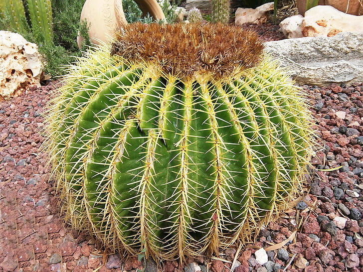 Cactus, trädgård, naturen