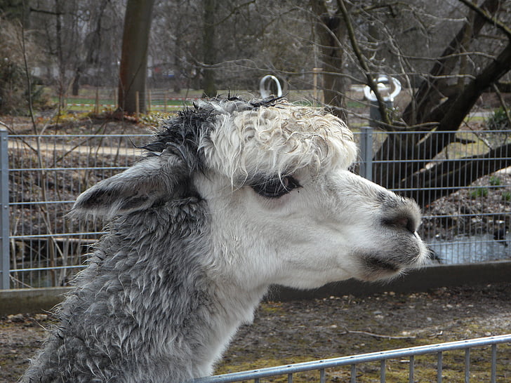alpaca, petting zoo, soft, fluffy, animal, face, wool