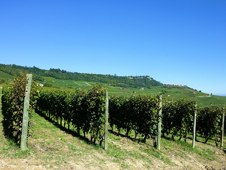 vinmarker, vinstokke, Italien, Barolo, landbrug, Piemonte, landskab
