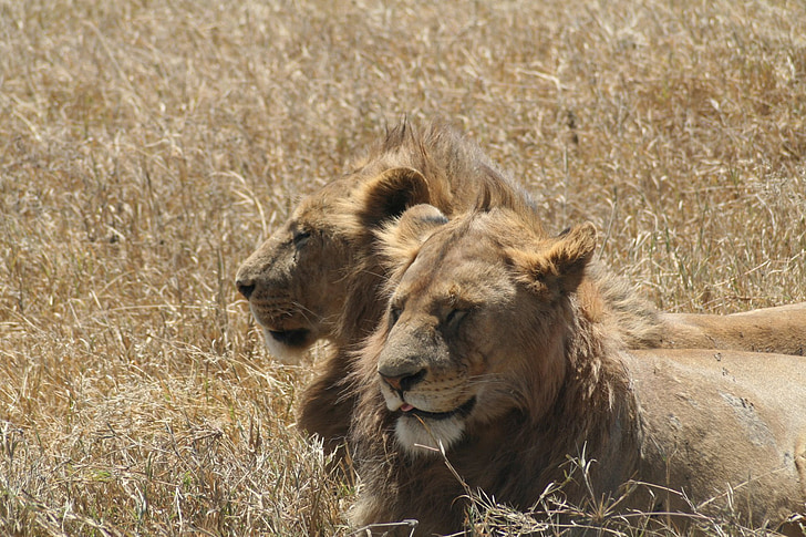 Leon, Lions, živali, Tanzanija, Afrika, prosto živeče živali, Safari