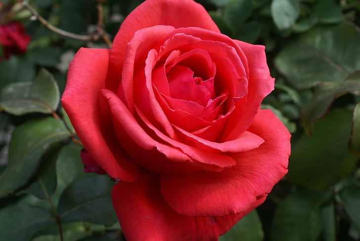 Rosa, rosa vermella, flor, flor, fragància, vermell, bonica