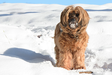 собака, Тибетский терьер, животное, Зима, снег, Гонка, Портрет