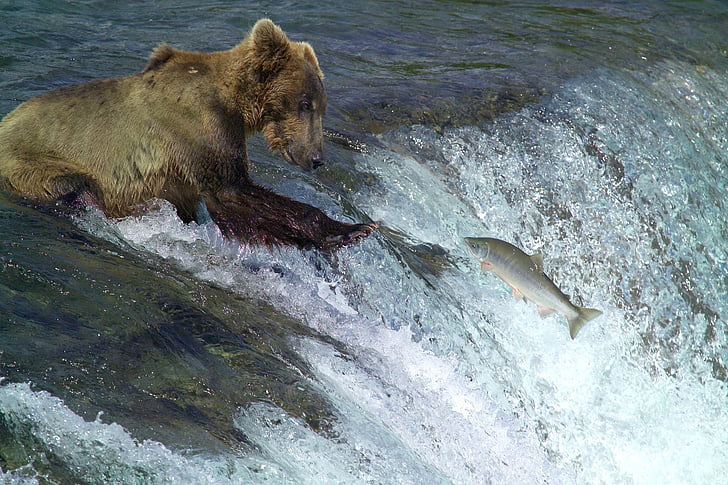 Kodiak medvjed, ribolov, vode, stoji, biljni i životinjski svijet, priroda, Grabežljivac