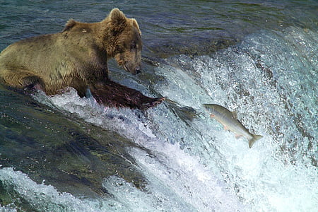 Kodiak brunbjørn, fiskeri, vand, stående, Wildlife, natur, Predator