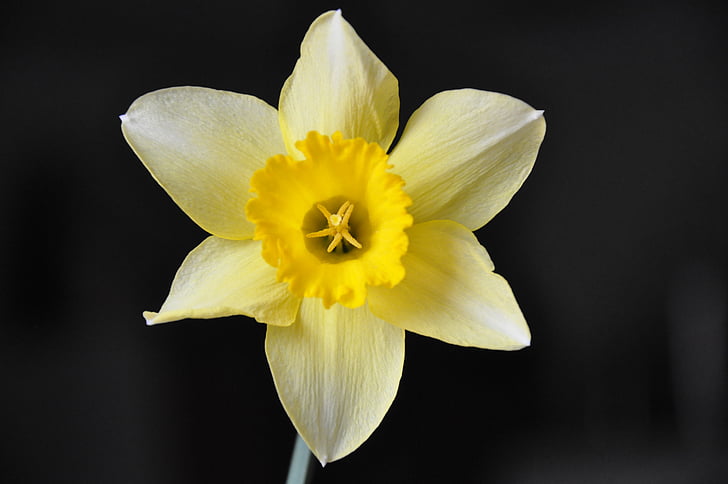 Daffodil, blomma, gul blomma