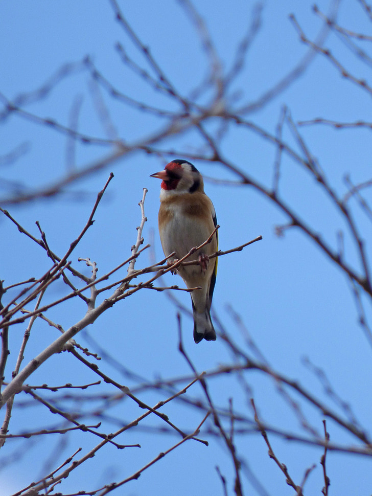 Goldfinch, cadernera, pobočky, vták, spev vtáka, carduelis carduelis