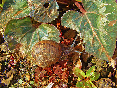 snail, nature, animal, garden, natural, crawling, day
