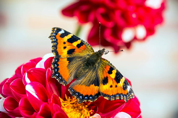 Schmetterling, kleiner Fuchs, Nymphalis urticae, Schmetterlinge, Blüte, Bloom, Bicolor Dahlie