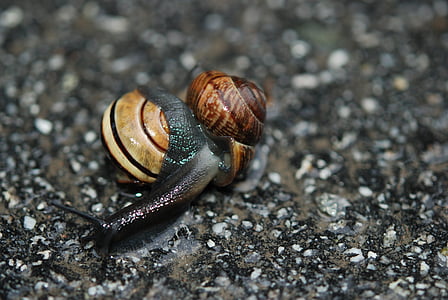 snail, love, mating, copulation, mollusk