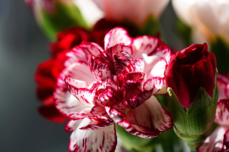 Carnation, cultivar, Dianthus caryophyllus, rouge et blanc, Stripe, fleur, Dianthus