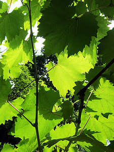 wine, vine leaves, sunny, background, green, hell, friendly