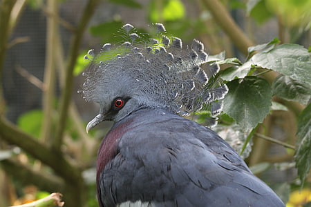 Victoria koronowany gołąb, Goura victoria, (Columbidae), ptak, Puff, ogród zoologiczny, Natura
