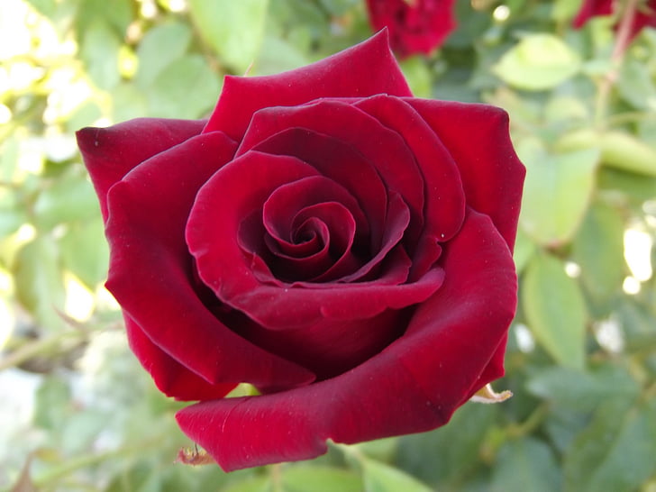 Rosa, rosa vermella, natura, jardí, Roses, vermell